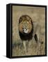 Kafue National Park, Mature Male Lion with Full Dark Mane on Busanga Plain, Zambia-John Warburton-lee-Framed Stretched Canvas