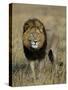 Kafue National Park, Mature Male Lion with Full Dark Mane on Busanga Plain, Zambia-John Warburton-lee-Stretched Canvas