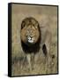 Kafue National Park, Mature Male Lion with Full Dark Mane on Busanga Plain, Zambia-John Warburton-lee-Framed Stretched Canvas