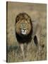 Kafue National Park, Mature Male Lion with Full Dark Mane on Busanga Plain, Zambia-John Warburton-lee-Stretched Canvas
