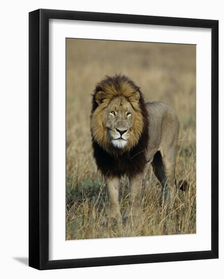 Kafue National Park, Mature Male Lion with Full Dark Mane on Busanga Plain, Zambia-John Warburton-lee-Framed Photographic Print