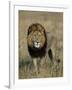 Kafue National Park, Mature Male Lion with Full Dark Mane on Busanga Plain, Zambia-John Warburton-lee-Framed Photographic Print