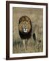 Kafue National Park, Mature Male Lion with Full Dark Mane on Busanga Plain, Zambia-John Warburton-lee-Framed Photographic Print