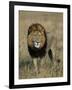 Kafue National Park, Mature Male Lion with Full Dark Mane on Busanga Plain, Zambia-John Warburton-lee-Framed Photographic Print