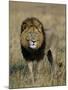 Kafue National Park, Mature Male Lion with Full Dark Mane on Busanga Plain, Zambia-John Warburton-lee-Mounted Photographic Print