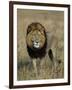 Kafue National Park, Mature Male Lion with Full Dark Mane on Busanga Plain, Zambia-John Warburton-lee-Framed Photographic Print