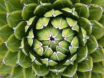 Natural Plant Background Pattern of A Spiraled Rosette from A Royal Agave-Kagenmi-Framed Stretched Canvas