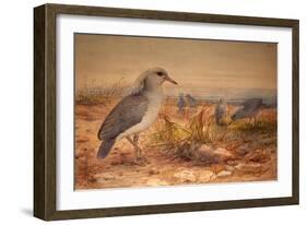 Kagu (Rhinochetus Jubatus), C.1851-76-Joseph Wolf-Framed Giclee Print