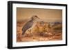 Kagu (Rhinochetus Jubatus), C.1851-76-Joseph Wolf-Framed Giclee Print