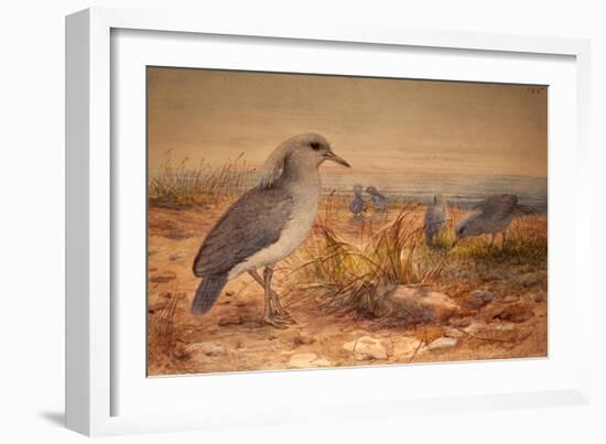 Kagu (Rhinochetus Jubatus), C.1851-76-Joseph Wolf-Framed Giclee Print