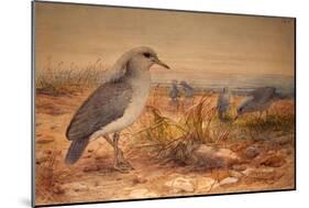 Kagu (Rhinochetus Jubatus), C.1851-76-Joseph Wolf-Mounted Giclee Print