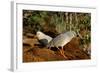 Kagus (Rhynochetos Jubatus) New Caledonia-Daniel Heuclin-Framed Photographic Print