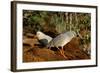 Kagus (Rhynochetos Jubatus) New Caledonia-Daniel Heuclin-Framed Photographic Print