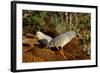 Kagus (Rhynochetos Jubatus) New Caledonia-Daniel Heuclin-Framed Photographic Print