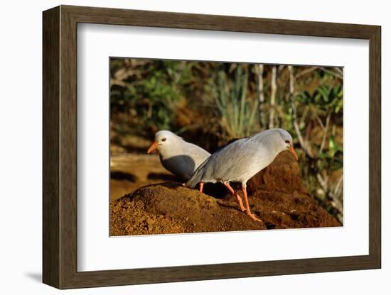 Kagus (Rhynochetos Jubatus) New Caledonia-Daniel Heuclin-Framed Photographic Print