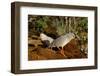 Kagus (Rhynochetos Jubatus) New Caledonia-Daniel Heuclin-Framed Photographic Print