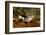 Kagus (Rhynochetos Jubatus) New Caledonia-Daniel Heuclin-Framed Photographic Print