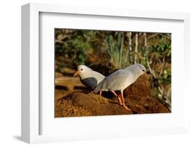 Kagus (Rhynochetos Jubatus) New Caledonia-Daniel Heuclin-Framed Photographic Print