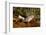 Kagus (Rhynochetos Jubatus) New Caledonia-Daniel Heuclin-Framed Photographic Print