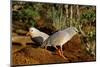 Kagus (Rhynochetos Jubatus) New Caledonia-Daniel Heuclin-Mounted Photographic Print