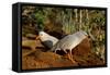 Kagus (Rhynochetos Jubatus) New Caledonia-Daniel Heuclin-Framed Stretched Canvas