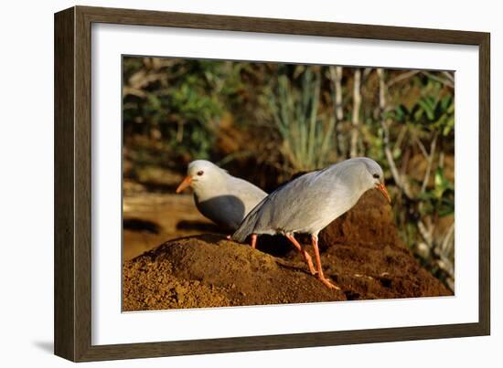 Kagus (Rhynochetos Jubatus) New Caledonia-Daniel Heuclin-Framed Photographic Print