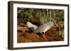 Kagus (Rhynochetos Jubatus) New Caledonia-Daniel Heuclin-Framed Photographic Print