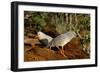 Kagus (Rhynochetos Jubatus) New Caledonia-Daniel Heuclin-Framed Photographic Print