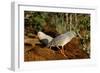 Kagus (Rhynochetos Jubatus) New Caledonia-Daniel Heuclin-Framed Photographic Print