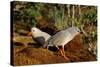 Kagus (Rhynochetos Jubatus) New Caledonia-Daniel Heuclin-Stretched Canvas