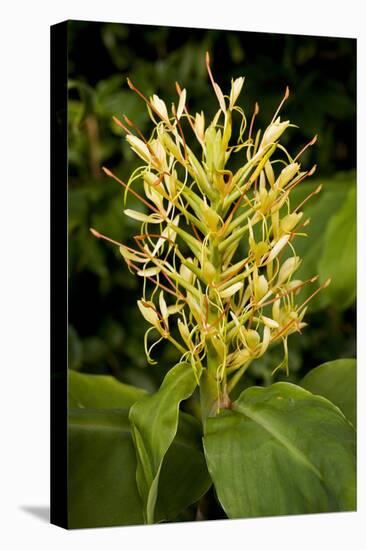 Kahili Ginger or Ginger Lily-null-Stretched Canvas