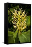 Kahili Ginger or Ginger Lily-null-Framed Stretched Canvas