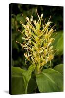 Kahili Ginger or Ginger Lily-null-Stretched Canvas