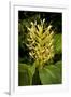 Kahili Ginger or Ginger Lily-null-Framed Photographic Print