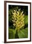 Kahili Ginger or Ginger Lily-null-Framed Photographic Print