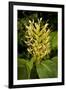 Kahili Ginger or Ginger Lily-null-Framed Photographic Print