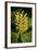 Kahili Ginger or Ginger Lily-null-Framed Photographic Print