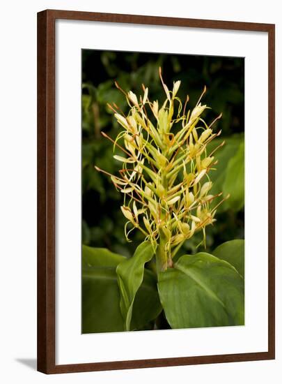 Kahili Ginger or Ginger Lily-null-Framed Photographic Print