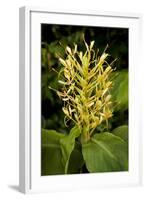 Kahili Ginger or Ginger Lily-null-Framed Photographic Print