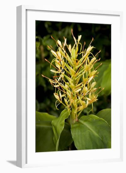 Kahili Ginger or Ginger Lily-null-Framed Photographic Print