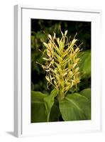 Kahili Ginger or Ginger Lily-null-Framed Photographic Print