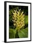 Kahili Ginger or Ginger Lily-null-Framed Photographic Print