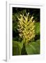 Kahili Ginger or Ginger Lily-null-Framed Photographic Print