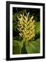 Kahili Ginger or Ginger Lily-null-Framed Photographic Print