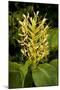 Kahili Ginger or Ginger Lily-null-Mounted Photographic Print