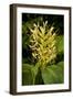 Kahili Ginger or Ginger Lily-null-Framed Photographic Print