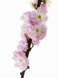 Almond Blossom on a Branch-Kai Stiepel-Photographic Print