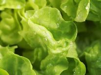 Fresh Lettuce-Kai Stiepel-Photographic Print