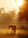 A Horse Stands in a Meadow in Early Morning Fog in Langenhagen Germany, Oct 17, 2006-Kai-uwe Knoth-Framed Stretched Canvas