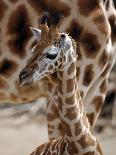 APTOPIX DEU Tiere Giraffenbaby-Kai-uwe Knoth-Premium Photographic Print